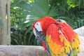 Colourful Scarlet Macaw Parrot of Mexico Royalty Free Stock Photo