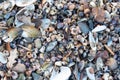 Colourful seashells on the beach of Baltic Sea