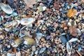 Colourful seashells on the beach of Baltic Sea