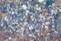 Colourful seashells on the beach of Baltic Sea