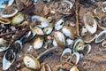 Colourful seashells on the beach of Baltic Sea