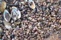 Colourful seashells on the beach of Baltic Sea