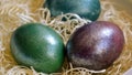 Colourful shiny easter eggs in the bowl with hay. Royalty Free Stock Photo