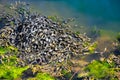 Nature background, Egg Wrack or Knotted Wrack seaweed Ascophylum nodosum