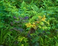 Colourful Shrubs