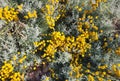 Colourful shrubs by the seaside during summer time 2022