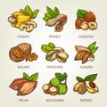 Colourful sketch of different kinds of nuts. Vector isolated kernels collection.