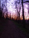 Colourful sky covered by trees Royalty Free Stock Photo