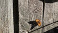 Colourful Small tortoiseshel on wooden wall