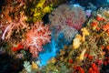 Colourful Soft coral colony , Similan island Thailand Royalty Free Stock Photo