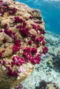 Colourful soft corals (Dendronephthya sp.)