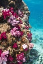 Colourful soft corals (Dendronephthya sp.)