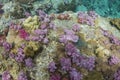 Colourful soft corals (Dendronephthya sp.)