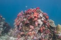 Colourful soft corals (Dendronephthya sp.)