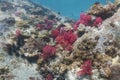 Colourful soft corals (Dendronephthya sp.)