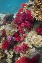 Colourful soft corals (Dendronephthya sp.)