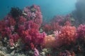 Colourful soft corals (Dendronephthya sp.)