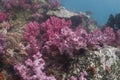 Colourful soft corals (Dendronephthya sp.)