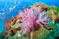 Colourful soft corals in North Andaman , Southern Thailand Royalty Free Stock Photo