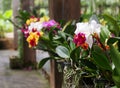 Colourful soft large white pink violet yellow colour home garden decorate orchids flowers on a hanging pot Royalty Free Stock Photo