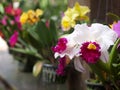 Colourful soft large white pink violet yellow colour home garden decorate orchids flowers on a hanging pot