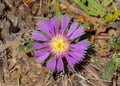 Southern Knapweed - Centaurea pullata, Algarve, Portugal