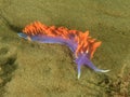 Colourful Spanish Shawl nudibranch, santa catalina island, los a Royalty Free Stock Photo