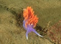 Colourful Spanish Shawl nudibranch, santa catalina island, los a Royalty Free Stock Photo