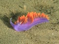 Colourful Spanish Shawl nudibranch, santa catalina island, los a