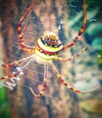 The colourful spider in the dense forest of amazon