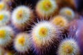 Colourful spiky cactus .