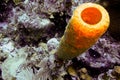 Colourful sponge at San Andres, Colombia