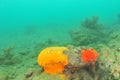 Colourful Sponges Struggling With Sediment