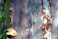 Colorful spotted bark from an Australian Gum tree Royalty Free Stock Photo