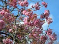 Colourful Spring Blossom.