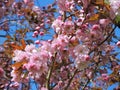 Colourful Spring Blossom.