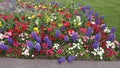 Colourful Spring Flowers in Daytime