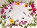 Colourful spring flowers natural background on white Royalty Free Stock Photo