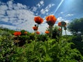 Colourful Spring Poppies