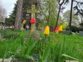 Colourful spring tulips in cemetery