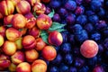 Colourful Stone Fruit Royalty Free Stock Photo