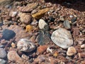 Colourful stones and pebbles in rock pool with reflections