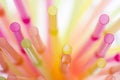 Colourful straws on a white background