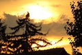 Colourful Summer Sunset. Yellow Sky and Dark Trees.