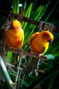 Colourful sun conure parrot birds Royalty Free Stock Photo