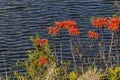 Colourful Sunbird on Bright Orange Aloe Flowers Beside River