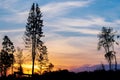 Colourful sunrise in the forest. silhouettes of trees against a bright sky