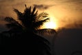 Colourful sunset behind silhouetted tree in india