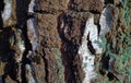 Colourful texture of bark tree with blue moss Royalty Free Stock Photo