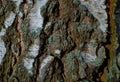 Colourful texture of bark tree with blue moss Royalty Free Stock Photo
